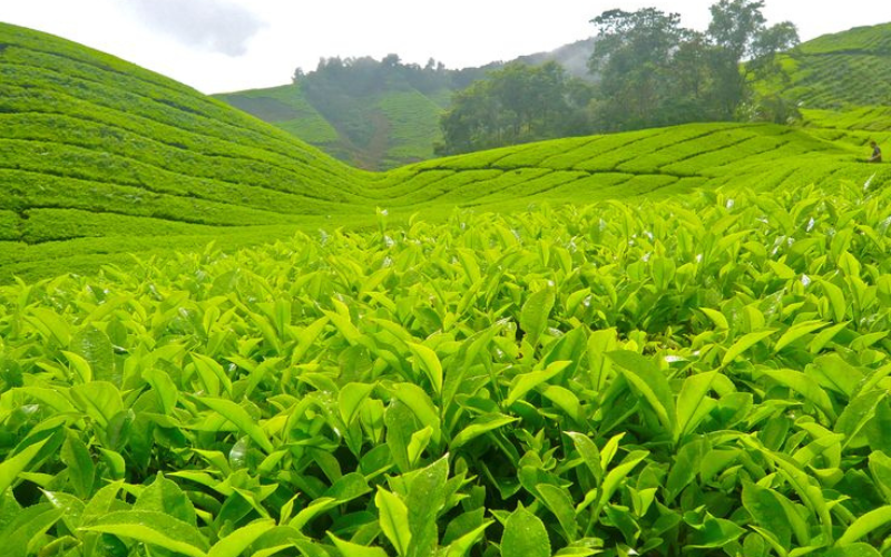 Tea Science Composition